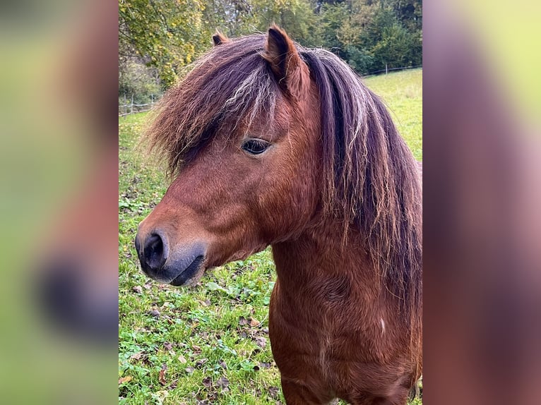 Poneys Shetland Étalon 3 Ans 105 cm Bai in Flörsbachtal