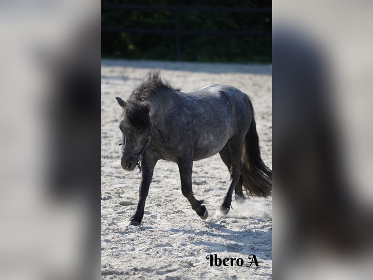 Poneys Shetland Étalon 3 Ans 105 cm Gris pommelé in Frelsdorf