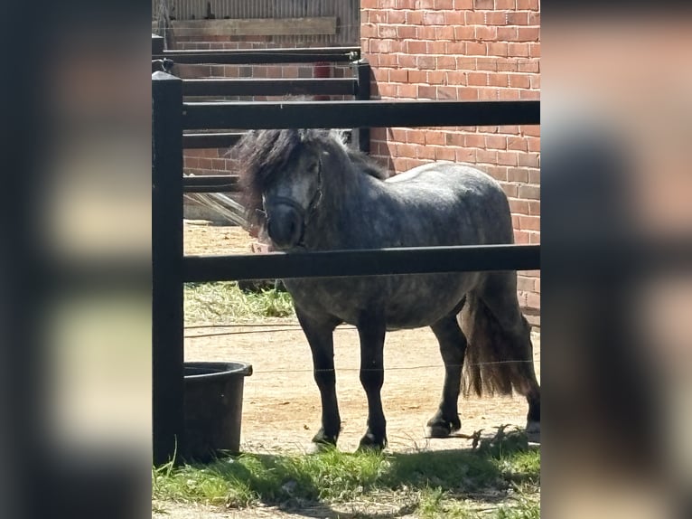 Poneys Shetland Étalon 3 Ans 105 cm Gris pommelé in Frelsdorf