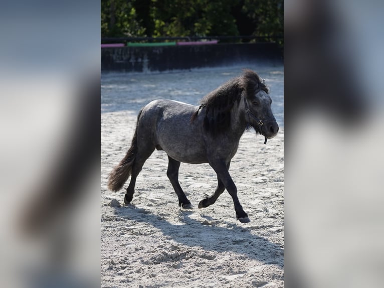 Poneys Shetland Étalon 3 Ans 105 cm Gris pommelé in Frelsdorf