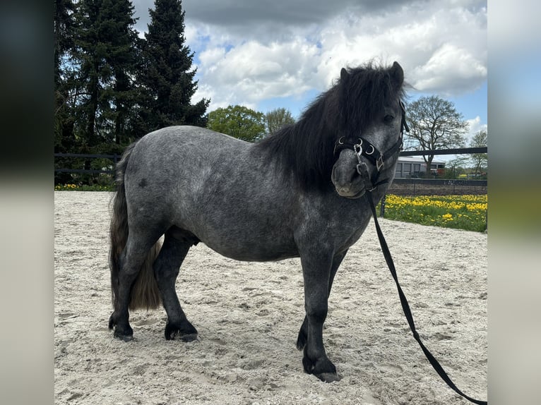 Poneys Shetland Étalon 3 Ans 105 cm Gris pommelé in Frelsdorf