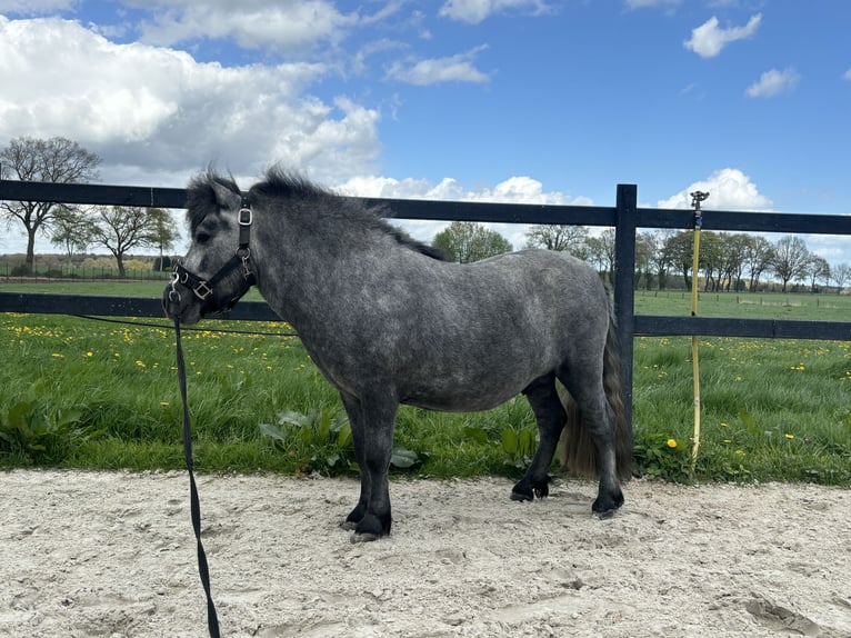 Poneys Shetland Étalon 3 Ans 105 cm Gris pommelé in Frelsdorf