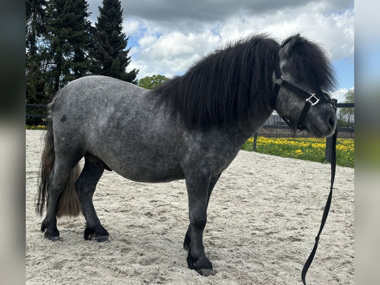 Poneys Shetland Étalon 3 Ans 105 cm Gris pommelé in Frelsdorf