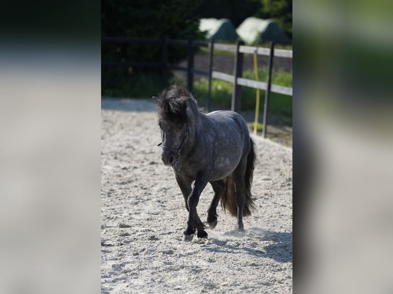 Poneys Shetland Étalon 3 Ans 105 cm Gris pommelé in Frelsdorf