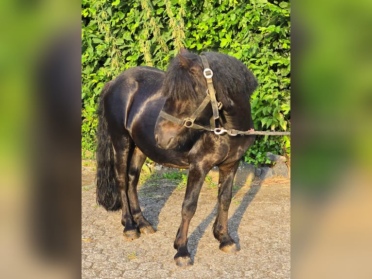 Poneys Shetland Étalon 3 Ans 105 cm Noir in Linkenbach