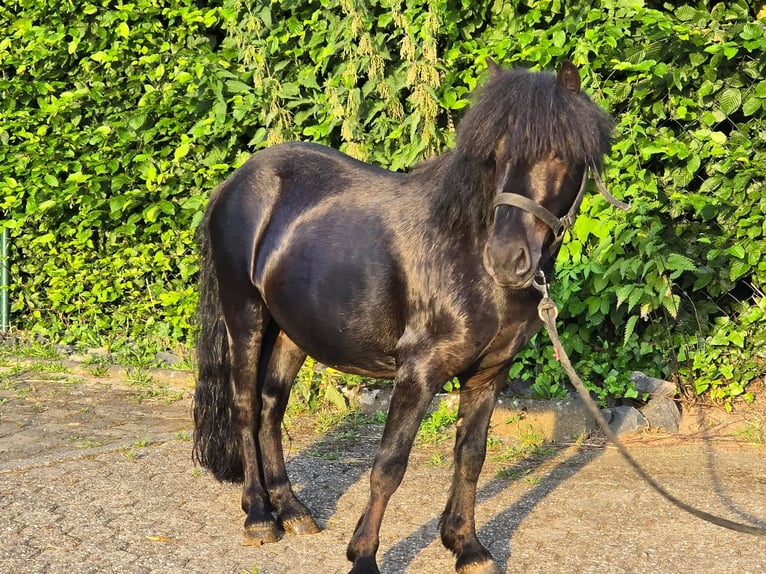 Poneys Shetland Étalon 3 Ans 105 cm Noir in Linkenbach
