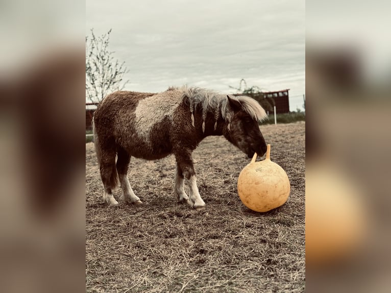 Poneys Shetland Étalon 3 Ans 105 cm Pinto in Glindenberg