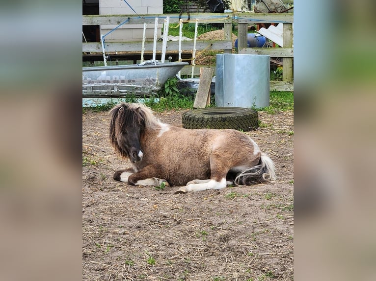 Poneys Shetland Étalon 3 Ans 110 cm Isabelle in Mölln
