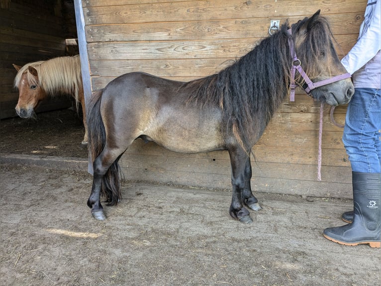 Poneys Shetland Étalon 3 Ans 75 cm Bai in Westoverledingen