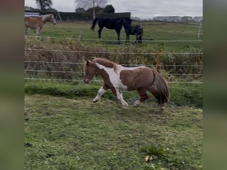 Poneys Shetland Étalon 3 Ans 76 cm Pinto in Zepelin