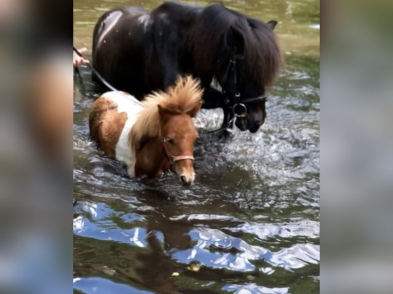 Poneys Shetland Étalon 3 Ans 76 cm Pinto in Zepelin