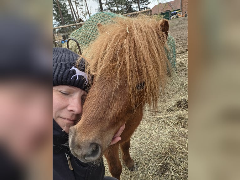 Poneys Shetland Étalon 3 Ans 80 cm Alezan brûlé in Kaarßen