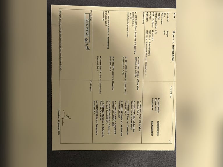 Poneys Shetland Étalon 3 Ans 80 cm Bai in Weelde