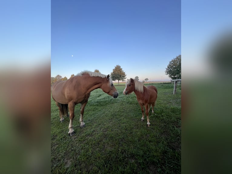 Poneys Shetland Étalon 3 Ans 85 cm Bai in B&#xFC;tzow