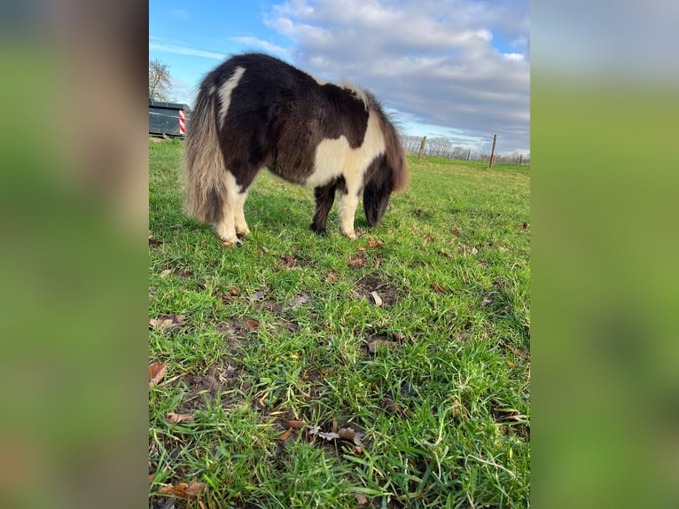 Poneys Shetland Étalon 3 Ans 93 cm Pinto in Xanten