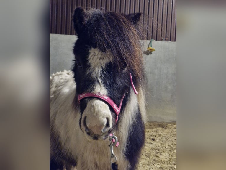 Poneys Shetland Étalon 3 Ans 97 cm Pinto in Weselberg