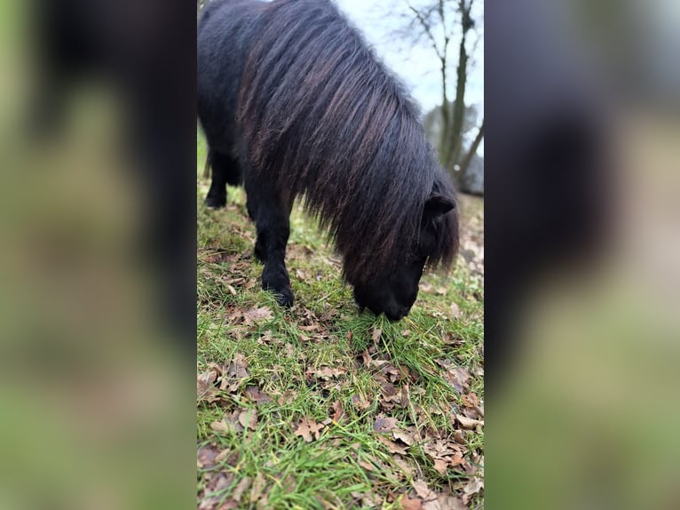 Poneys Shetland Étalon 3 Ans 98 cm Noir in Vrees