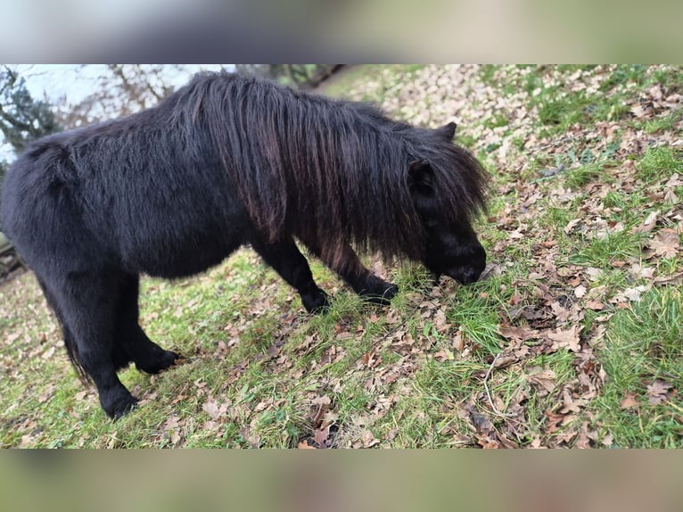 Poneys Shetland Étalon 3 Ans 98 cm Noir in Vrees