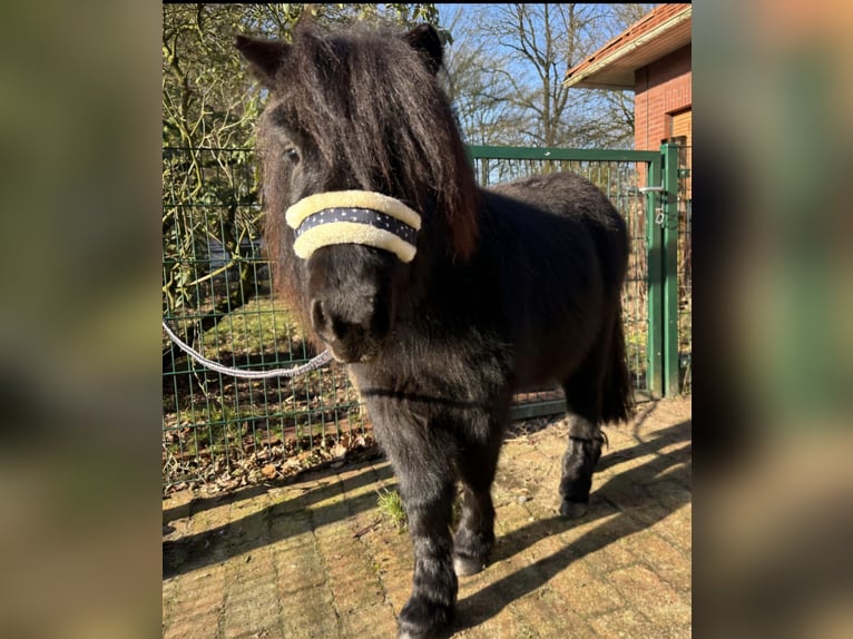 Poneys Shetland Étalon 3 Ans 98 cm Noir in Vrees