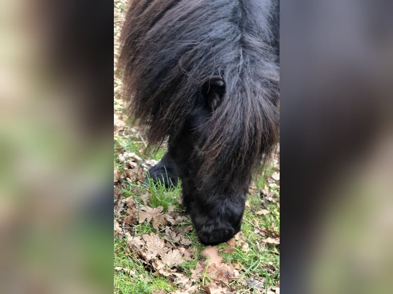 Poneys Shetland Étalon 3 Ans 98 cm Noir in Vrees