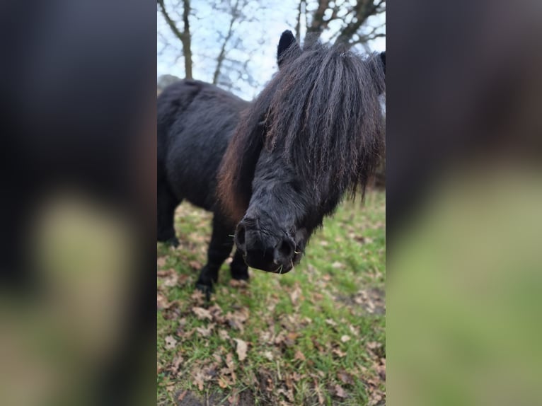 Poneys Shetland Étalon 3 Ans 98 cm Noir in Vrees