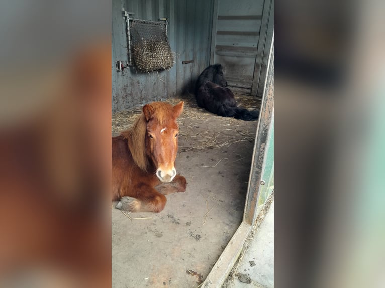 Poneys Shetland Étalon 3 Ans Alezan in Dinteloord