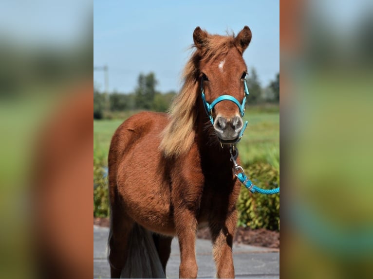 Poneys Shetland Étalon 3 Ans Alezan in Dinteloord