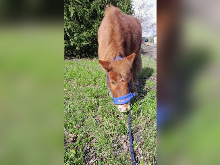 Poneys Shetland Étalon 3 Ans Alezan in Dinteloord