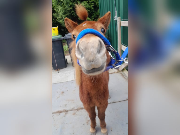 Poneys Shetland Étalon 3 Ans Alezan in Dinteloord