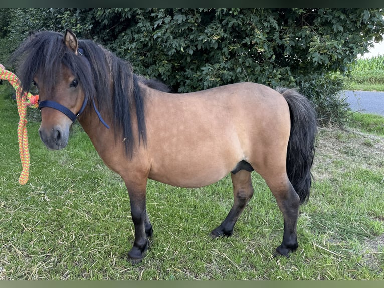 Poneys Shetland Étalon 3 Ans Buckskin in Wollmerath