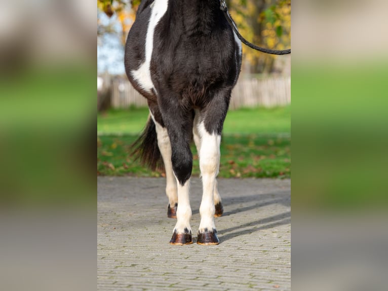 Poneys Shetland Étalon 3 Ans  in GROTE-BROGEL