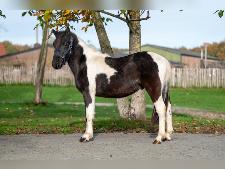 Poneys Shetland Étalon 3 Ans  in GROTE-BROGEL