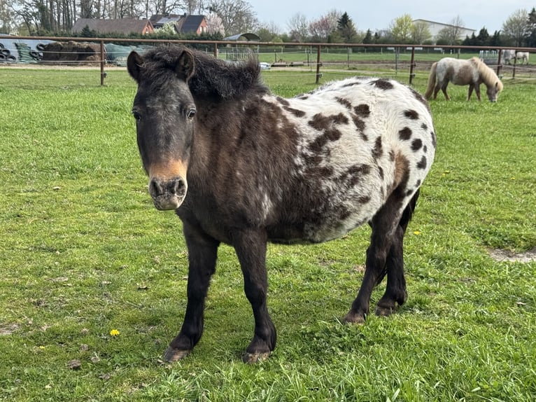 Poneys Shetland Étalon 3 Ans Pinto in Warpe