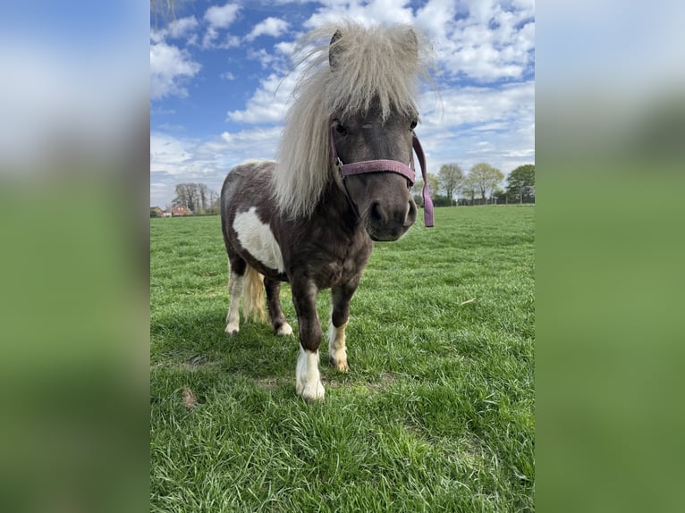 Poneys Shetland Étalon 3 Ans Pinto in Warpe