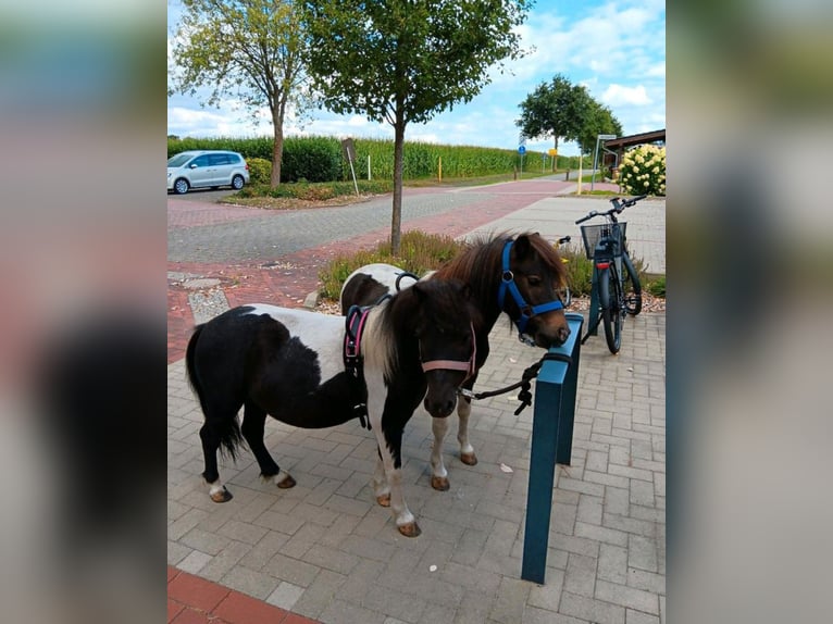 Poneys Shetland Étalon 4 Ans 100 cm Pinto in Andervenne