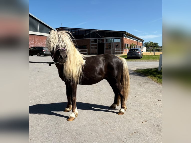 Poneys Shetland Étalon 4 Ans 103 cm Pinto in Bad Laer