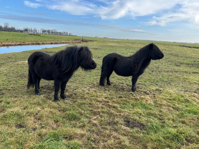Poneys Shetland Étalon 4 Ans 104 cm Noir in Bodegraven