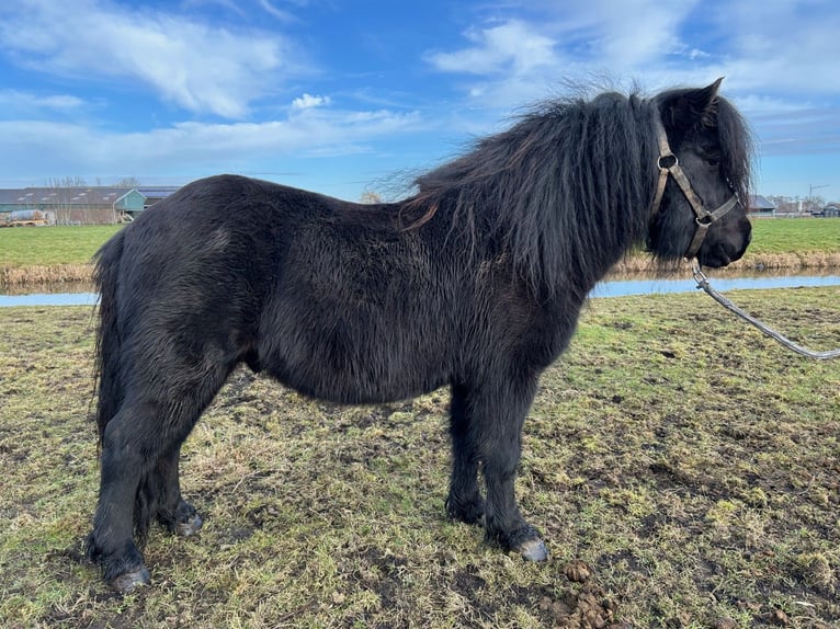 Poneys Shetland Étalon 4 Ans 104 cm Noir in Bodegraven