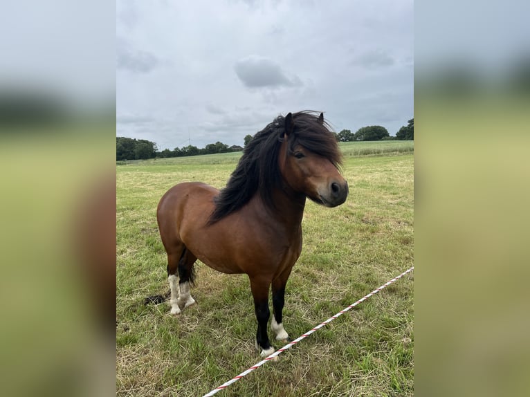 Poneys Shetland Étalon 4 Ans 106 cm Bai in Krumstedt