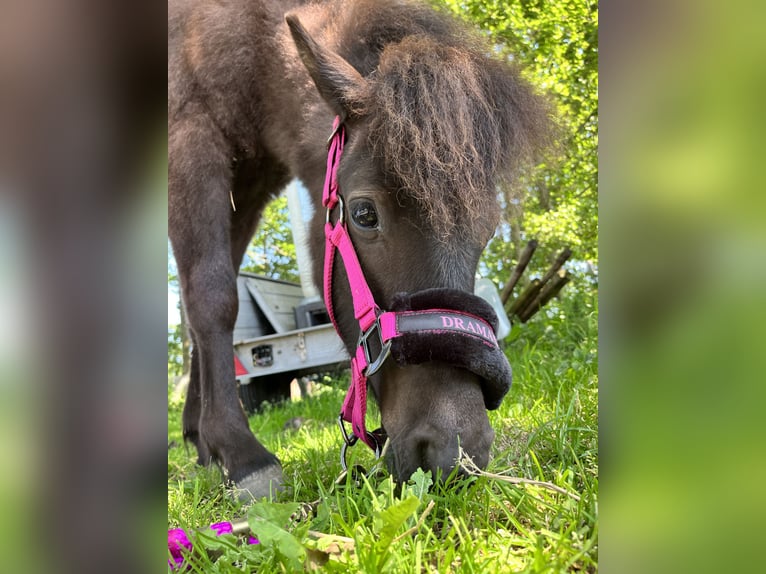 Poneys Shetland Croisé Étalon 4 Ans 115 cm Bai brun foncé in Hardinxveld-Giessendam