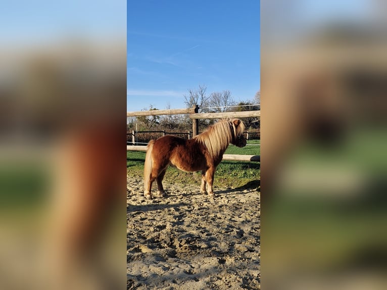 Poneys Shetland Étalon 4 Ans 80 cm Alezan in Geseke