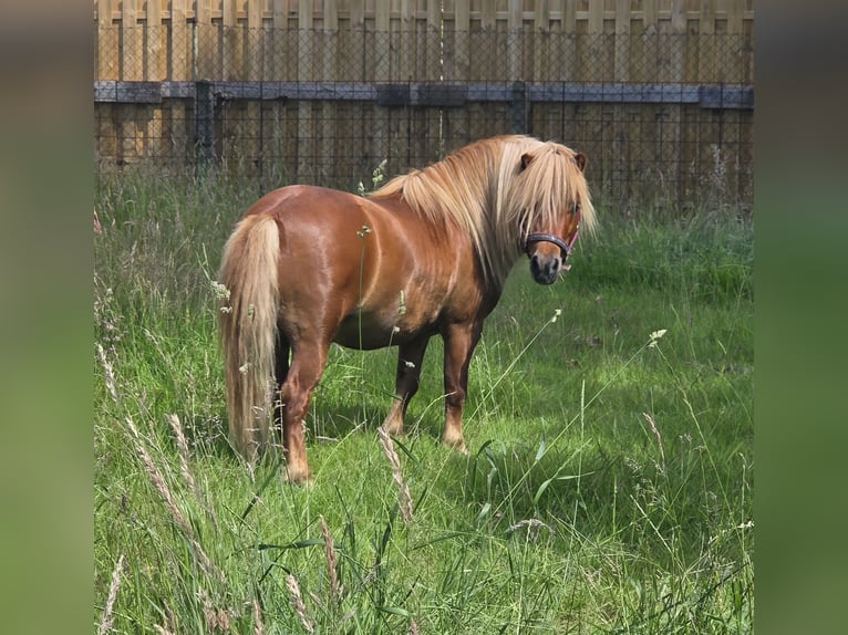 Poneys Shetland Étalon 4 Ans 80 cm Alezan in Geseke