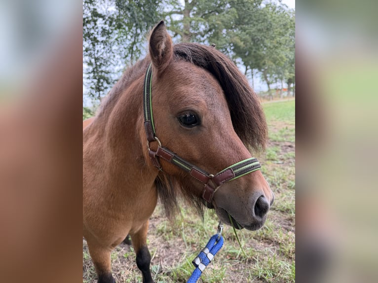 Poneys Shetland Étalon 4 Ans 85 cm Bai in Turnhout