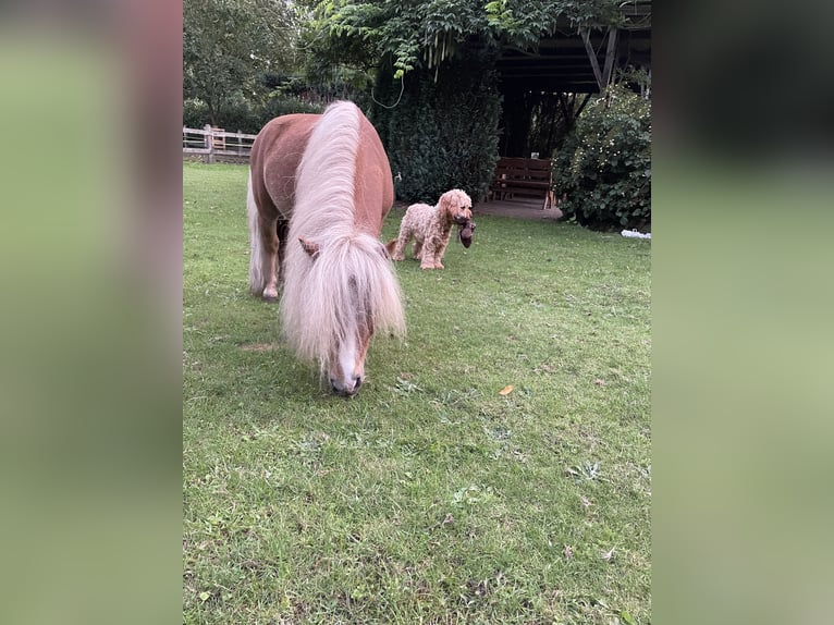 Poneys Shetland Étalon 4 Ans 90 cm in Vreden