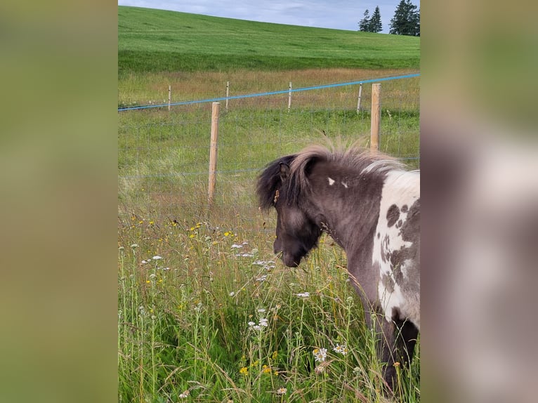 Poneys Shetland Étalon 4 Ans 95 cm Tobiano-toutes couleurs in Schwarzenbach am Wald