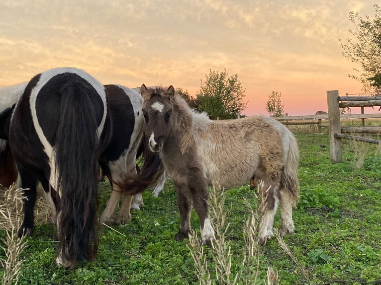 Poneys Shetland Étalon 4 Ans 95 cm Tobiano-toutes couleurs in Schwarzenbach am Wald