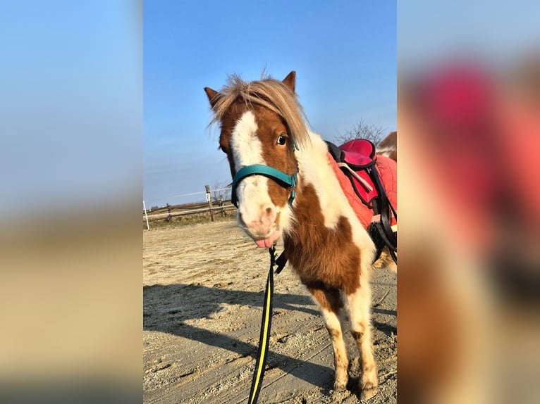 Poneys Shetland Étalon 5 Ans 105 cm Pinto in Mold