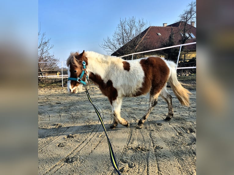 Poneys Shetland Étalon 5 Ans 105 cm Pinto in Mold