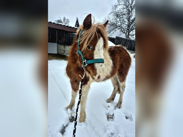 Poneys Shetland Étalon 5 Ans 105 cm Pinto in Mold