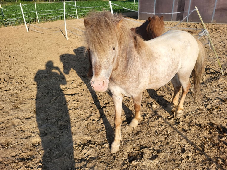 Poneys Shetland Croisé Étalon 5 Ans 110 cm Aubère in Kandel